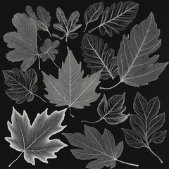 Poster - black and white illustration of leaves on black background