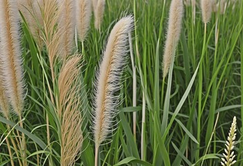 Wall Mural - wild pampas grass