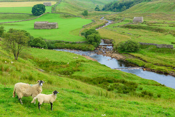 Wall Mural - beautiful keld in swaledale, yorkshire dales, uk, in summer with green meadows, river swale, swaleda