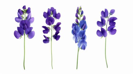 Sticker - Delicate watercolor wild sweet pea flowers create a charming floral set, perfect for summerthemed designs on a clean backdrop.