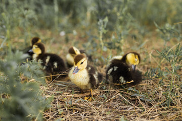 Wall Mural - Small baby ducklings in the green grass. group of little yellow ducklings.