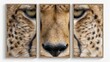 © tinnakorn - Close-up of a cheetah's face divided into three framed sections, emphasizing its detailed features and intense gaze.