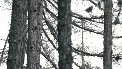 Wall Mural - In the Alpine forest, the amazing Boreal owl (Aegolius funereus)