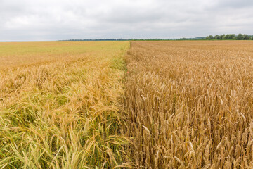 Wall Mural - Nearby located unripe wheat and barley fields in overcast day