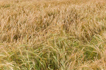 Wall Mural - Unripe green and yellow barley on field in overcast day