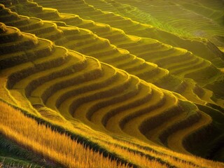 Wall Mural - a terraced field in northern vietnam in harvest season is stacked one on top of another, forming a b