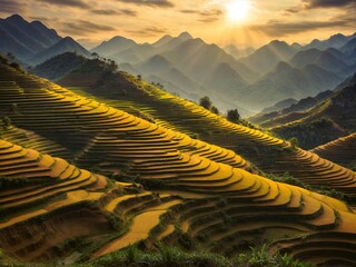 Wall Mural - a terraced field in northern vietnam in harvest season is stacked one on top of another, forming a b