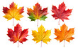 © оLeo Studio - Autumn maple colorful leaves set isolated on transparent white background, png element. Fall maple foliage collection