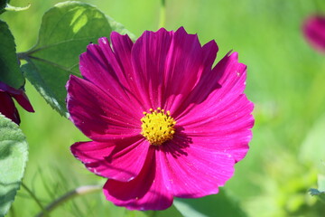 Canvas Print - Sweden. Cosmos bipinnatus, commonly called the garden cosmos or Mexican aster, is a medium-sized flowering herbaceous plant in the daisy family Asteraceae.