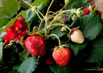 Wall Mural - elicious strawberries as wholesome dessert