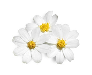 Wall Mural - Wild Daisies