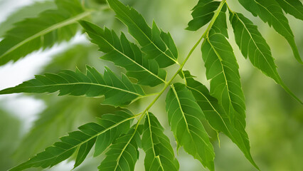 Neem Leaves - Antiseptic neem tree leaves