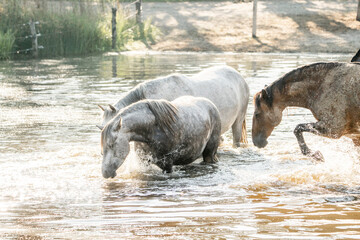 horses in the water having fun splashing