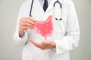 Wall Mural - Doctor showing paper intestine cutout on grey background, closeup