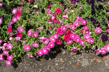 Canvas Print - decorative pink petunias in a bright sunny flower bed 