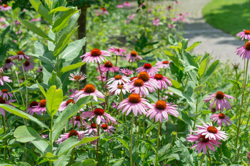 Canvas Print - path in the garden with echinacea blossoms