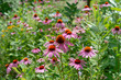 © eugen - field of flowers in summer, featuring mostly echinacea blossoms