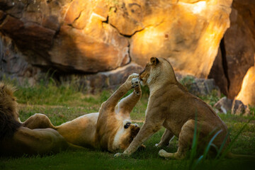 Wall Mural - Pair adult Lions playing in zoological garden