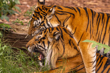 Tiger cubs playing with his mother,sumatra tiger Panthera tigris