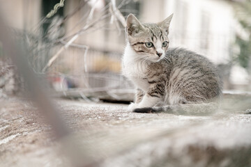 A curious kitten sits attentively on a ledge, surrounded by a blurred urban background, showcasing its striking green eyes and striped fur as it keenly observes its surroundings.