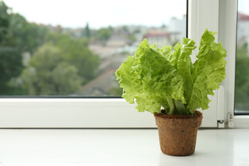 Wall Mural - Lettuce growing in pot on window sill. Space for text