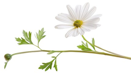Wall Mural - elegant white daisy, stem and leaves extended, positioned flat against a white background, showcasin