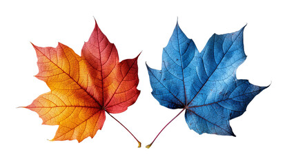 assortment of fall and autumn maple leaves showcasing hues of orange, red, and blue, displayed again