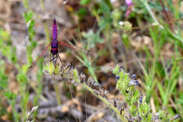 Wall Mural - Violetter Sonnenzeiger - Männchen // Violet dropwing - male (Trithemis annulata) - Milos, Greece