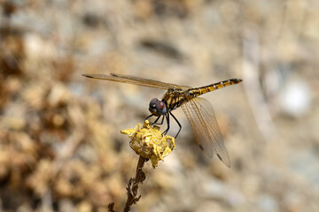 Canvas Print - Violetter Sonnenzeiger - Weibchen // Violet dropwing - female (Trithemis annulata) - Milos, Greece