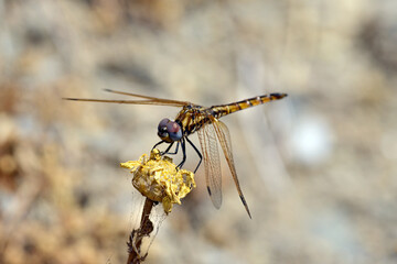 Canvas Print - Violet dropwing - female // Violetter Sonnenzeiger - Weibchen (Trithemis annulata) - Milos, Greece