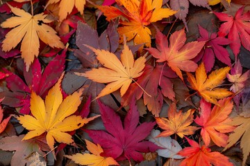 Wall Mural - A pile of autumn leaves with a variety of colors, including red, orange, and yellow. The leaves are scattered on the ground, creating a colorful and natural scene