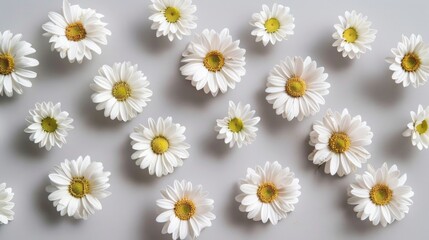 Canvas Print - Photo of white daisies on a light gray background