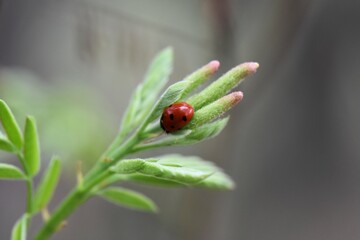 Poster - ladybug on a green leaf in the garden in the spring