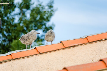 Baby seagull birds are perched on a red roof