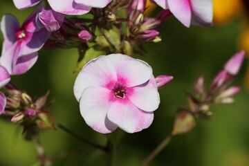 Canvas Print - Sweden. Phlox paniculata is a species of flowering plant in the phlox family (Polemoniaceae). It is native to parts of the eastern and central United States. 