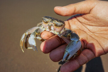 Crab in hand