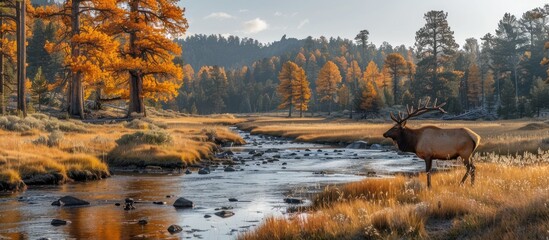 Wall Mural - Majestic Elk in Autumnal Forest