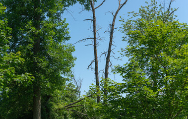 Canvas Print - living and dead trees on a blue sky