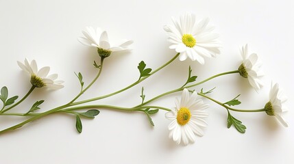 White daisy arranged flat with its stem and leaves extended, set against a white background, capturing its natural charm.