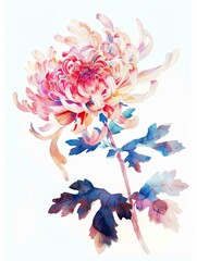 Canvas Print - A delicate watercolor painting of a single pink and white chrysanthemum flower with blue leaves on a white background