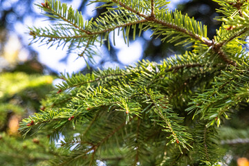 evergreen tree branches against a bright sunny day