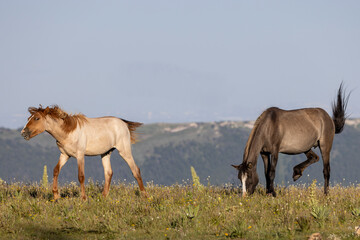 Wall Mural - Wild Horses in Summer in the Pryor Mountains Montana