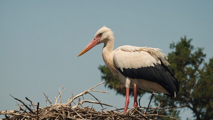 white stork in the nest, Stork couple in their nest, a stork couple in their sanctuary, wildlife photography
