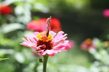 Wall Mural - A butterfly perched on a bright pink flower.