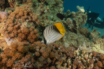 Fish swimming in the Red Sea, colorful fish, Eilat Israel
