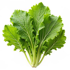 Bunch of Fresh Mustard Greens on White Background