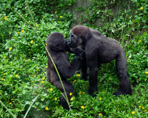 Playful interaction of a juvenile Western lowland gorilla (Gorilla gorilla gorilla) with its younger baby sibling. This west-African species is critically endangered