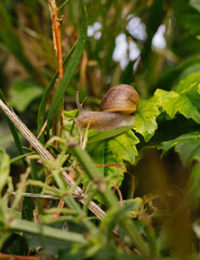 snail on a leaf