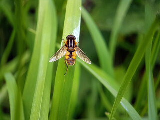 Poster - fly on a leaf summer garden