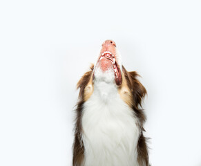 Wall Mural - Portrait hungry australian shpepherd dog looking up with open mouth. Isolated on white background